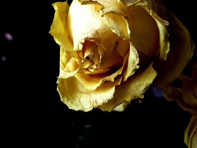 黄色玫瑰悲伤标志