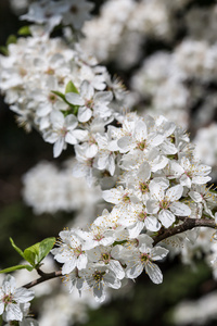 苹果花