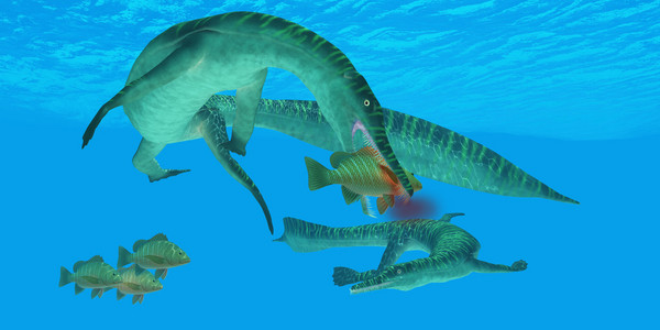 Mesosaurus 海洋爬行动物