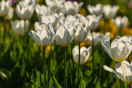 白色郁金香花背景