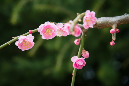 樱花花或樱花