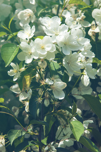 苹果的花朵