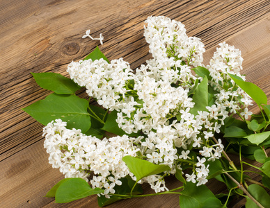 丁香花。 有紫色或白色芳香花的大型花园灌木。