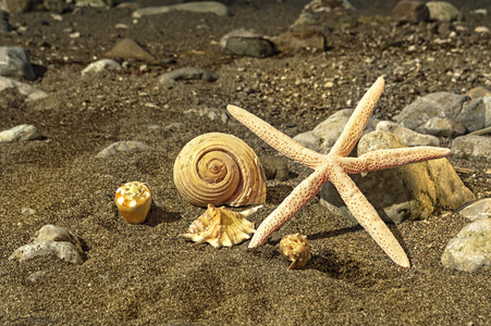 在海滩上的海星和海贝壳
