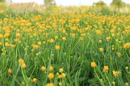 草地野花