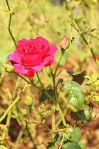 一朵玫瑰，在花园里的性质