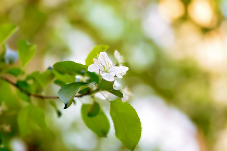 苹果树分支选择性焦点的柔和模糊健美的照片春天开花