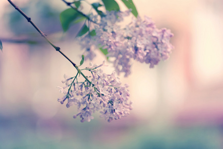 盛开的丁香树分支选择性焦点软模糊健美的照片春天的花朵