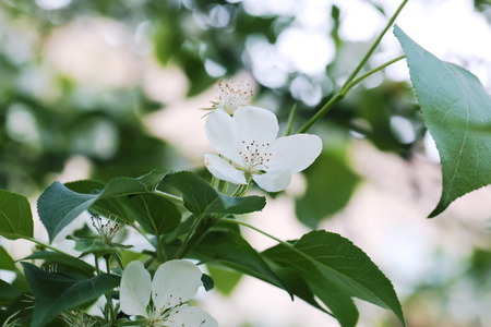 苹果树分支选择性焦点的柔和模糊健美的照片春天开花