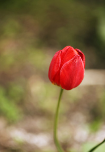 郁金香在花园的头轻轻地模糊定了调子的选择性焦点照片春天的花朵