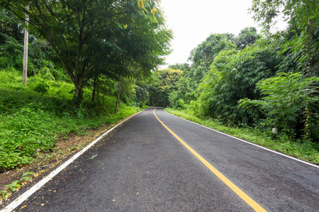 在森林里的路