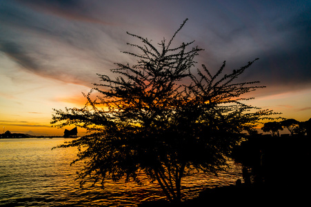 树，在日落在泰国春武里意向书，拉差岛气氛的剪影