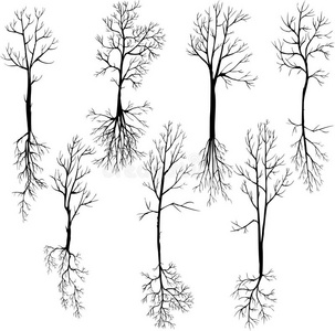 一套不同的冬季树木和根