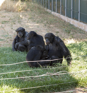 坐在绿草上的黑猩猩家族，亲戚