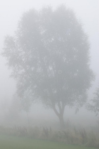 晨雾缭绕的树木
