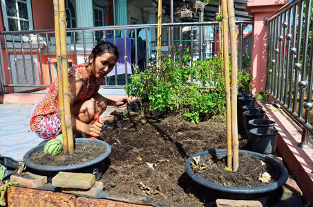 泰国妇女在家里的菜园里园艺