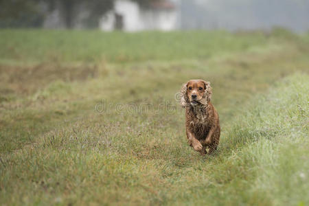 狗英语公鸡猎犬