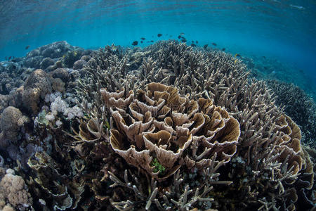 浅滩中的精致珊瑚
