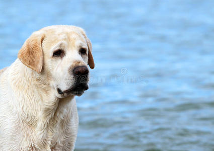 海滩上的一只黄色拉布拉多犬