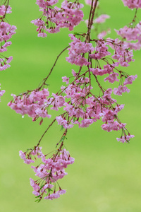 粉红色的花樱花