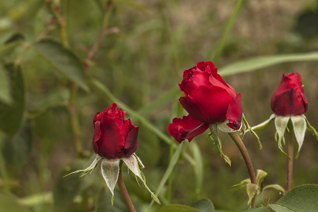 红牛皮玫瑰