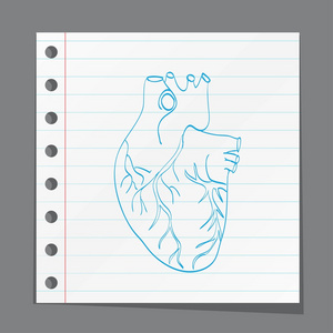 心脏解剖图标