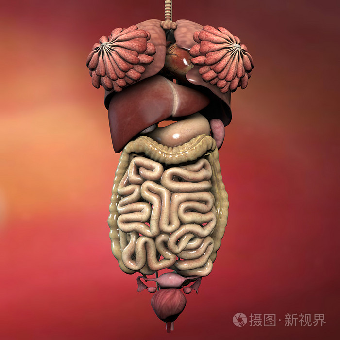 女性的内部器官