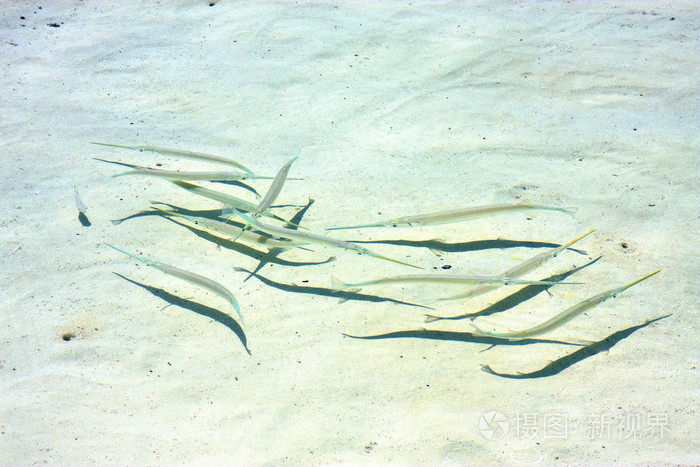 鱼在墨西哥 froath 海浪 isla contoy