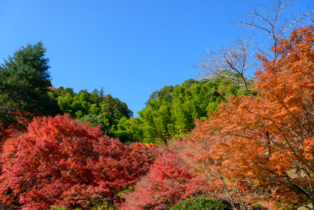 在 Korankei，日本爱知县的秋叶