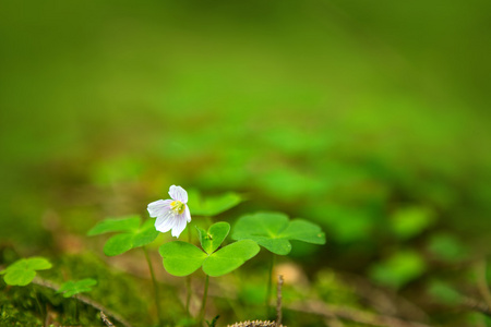 白色的野花