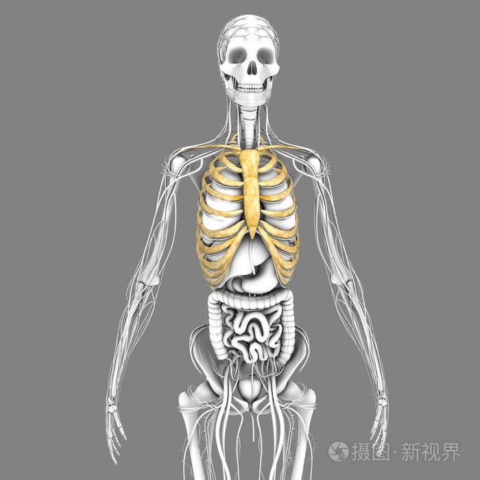 人类的胸腔解剖
