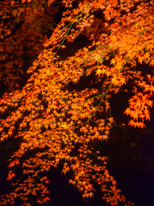 秋叶在 Rikugien 花园，驹込，东京