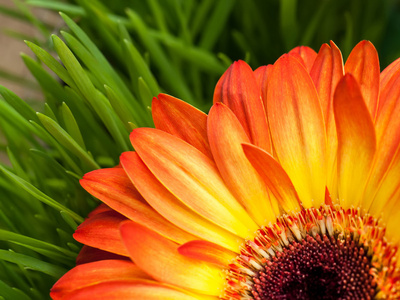 橙色非洲菊花卉草背景上的特写镜头