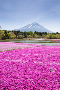 日本 Shibazakura 节与领域的樱花的粉红色苔藓
