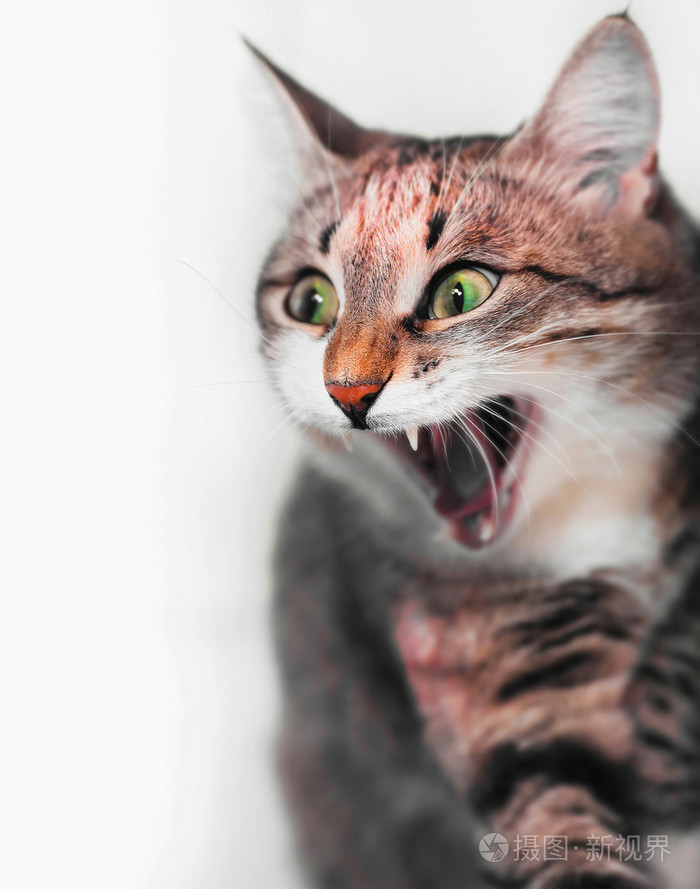 惊讶的猫或哇脸