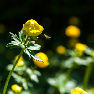 黄色的花 italmas