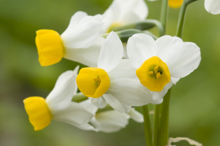 黄色和白色的水仙花花