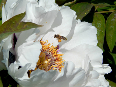 蜜蜂和白牡丹