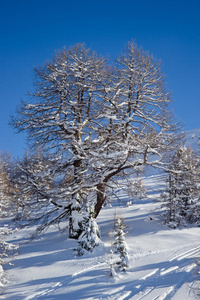 阿尔卑斯山冬季的树木