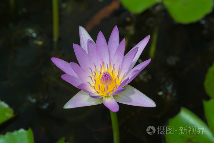 紫色的莲花绽放的鲜花在沼泽中