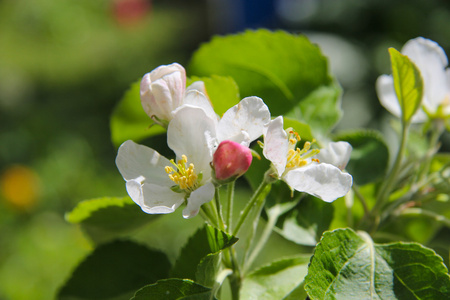 苹果树花