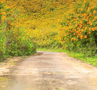 道路和美丽的花朵