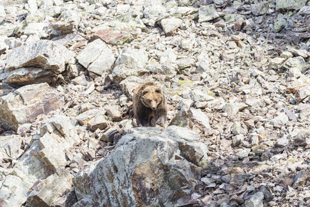 棕色的熊寻找食物