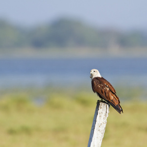在波图维勒，斯里兰卡的鸟儿放风筝