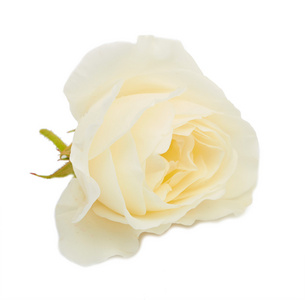 孤立的白玫瑰