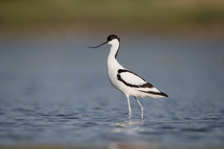 avocet recurvirostra avosetta