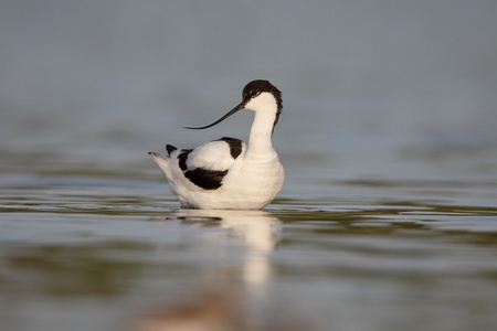 avocet recurvirostra avosetta