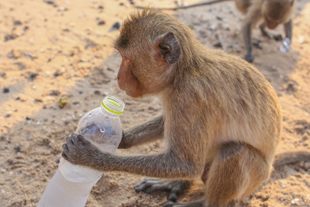 猴子喝瓶子里的水