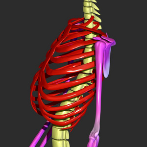 人类的肋骨人类的肋骨照片
