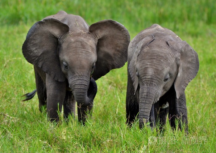 在肯尼亚的非洲小象照片-正版商用图片1jhsh0-摄图新视界